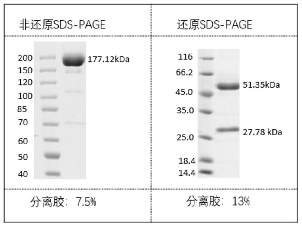Antibodies against sars-cov-2 mutant strains and uses thereof