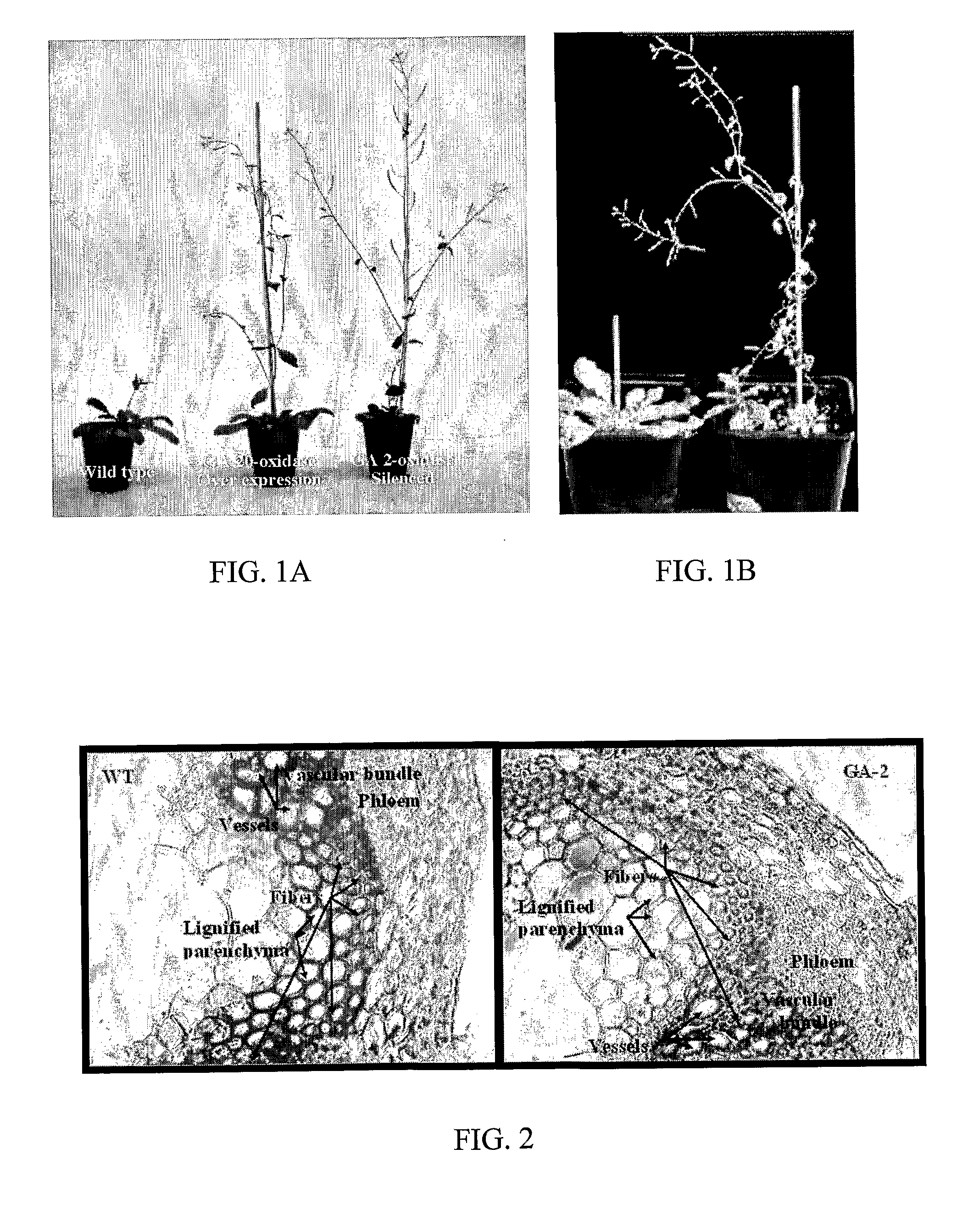 Compositions for silencing the expression of gibberellin 2-oxidase and uses thereof