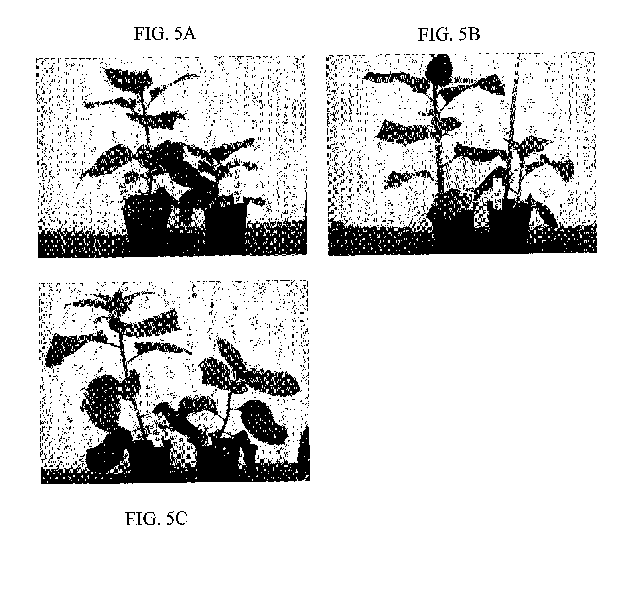 Compositions for silencing the expression of gibberellin 2-oxidase and uses thereof