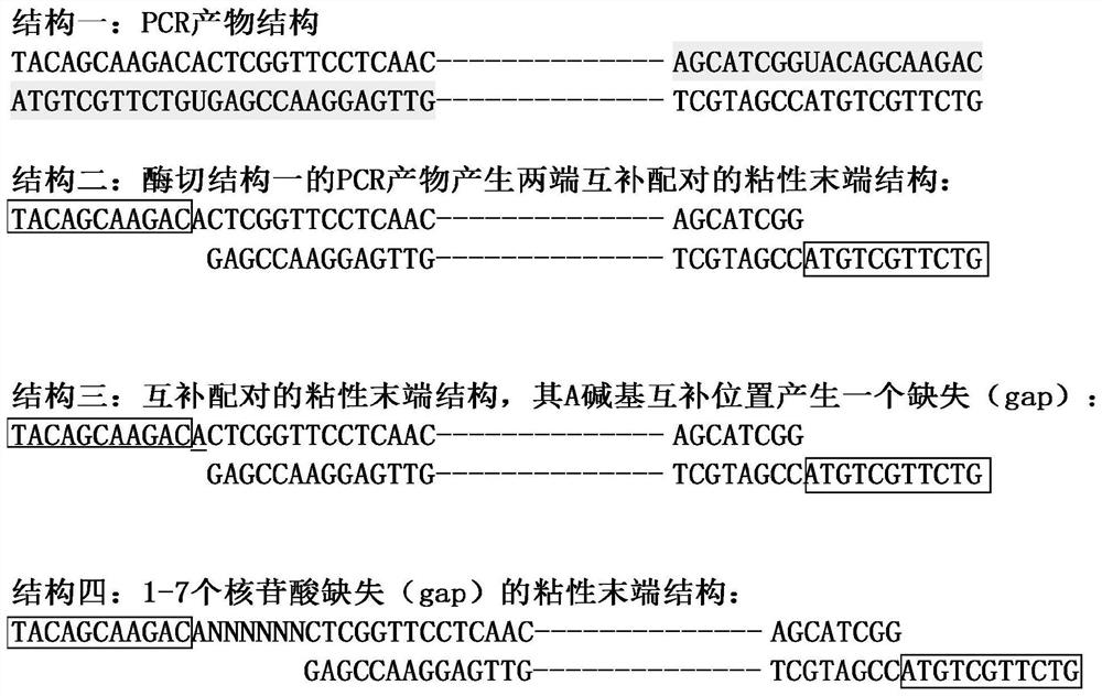 Double-stranded nucleic acid cyclization method, methylation sequencing library construction method and kit