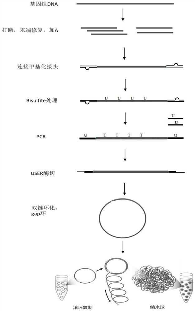 Double-stranded nucleic acid cyclization method, methylation sequencing library construction method and kit