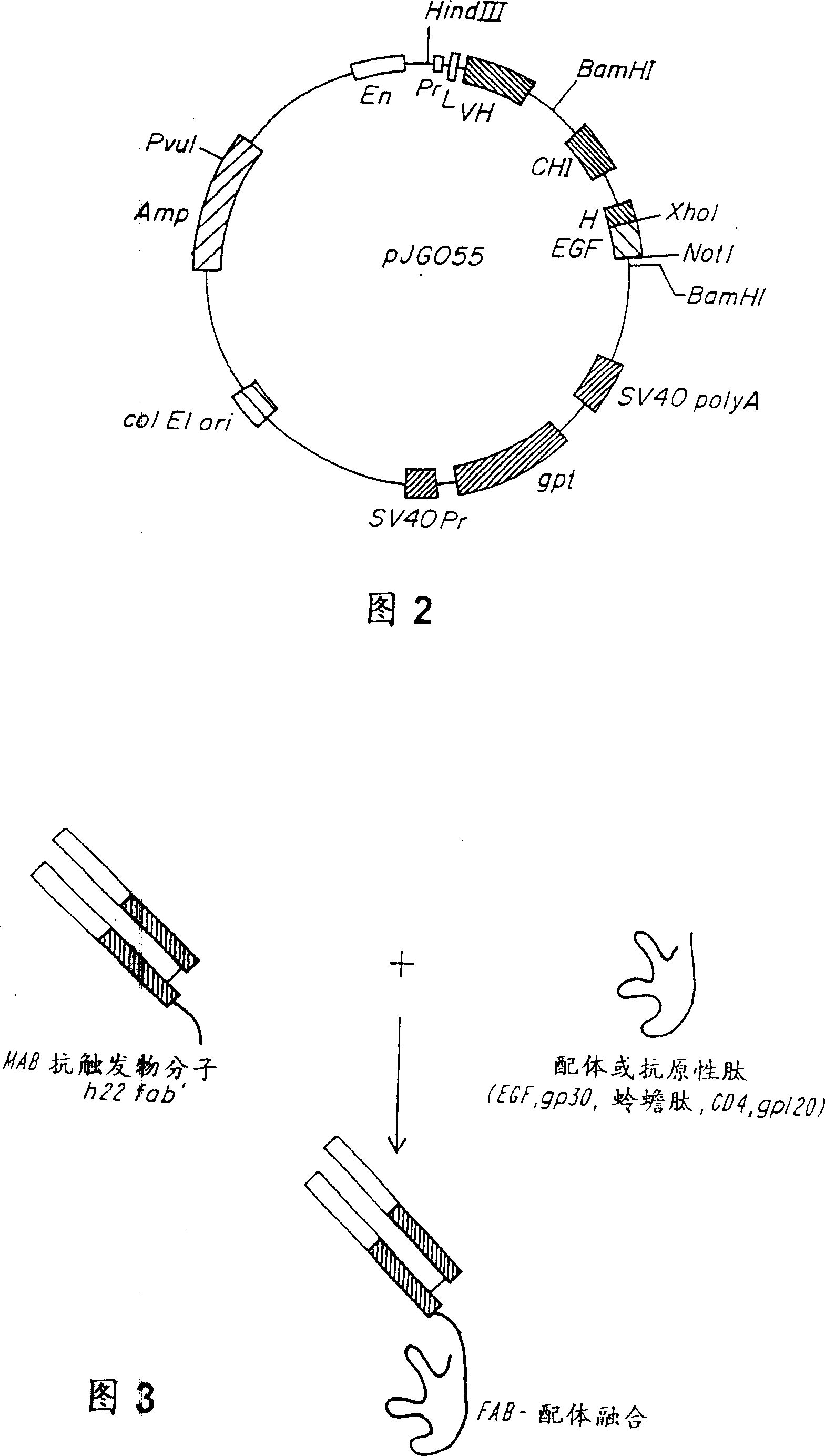 Therapeutic compounds comprised of anti-fc receptor binding agents