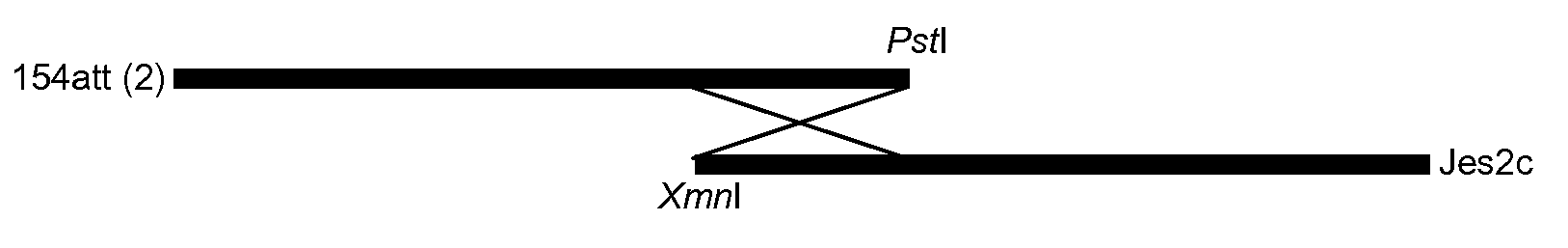 Recombinant attenuated parvovirus