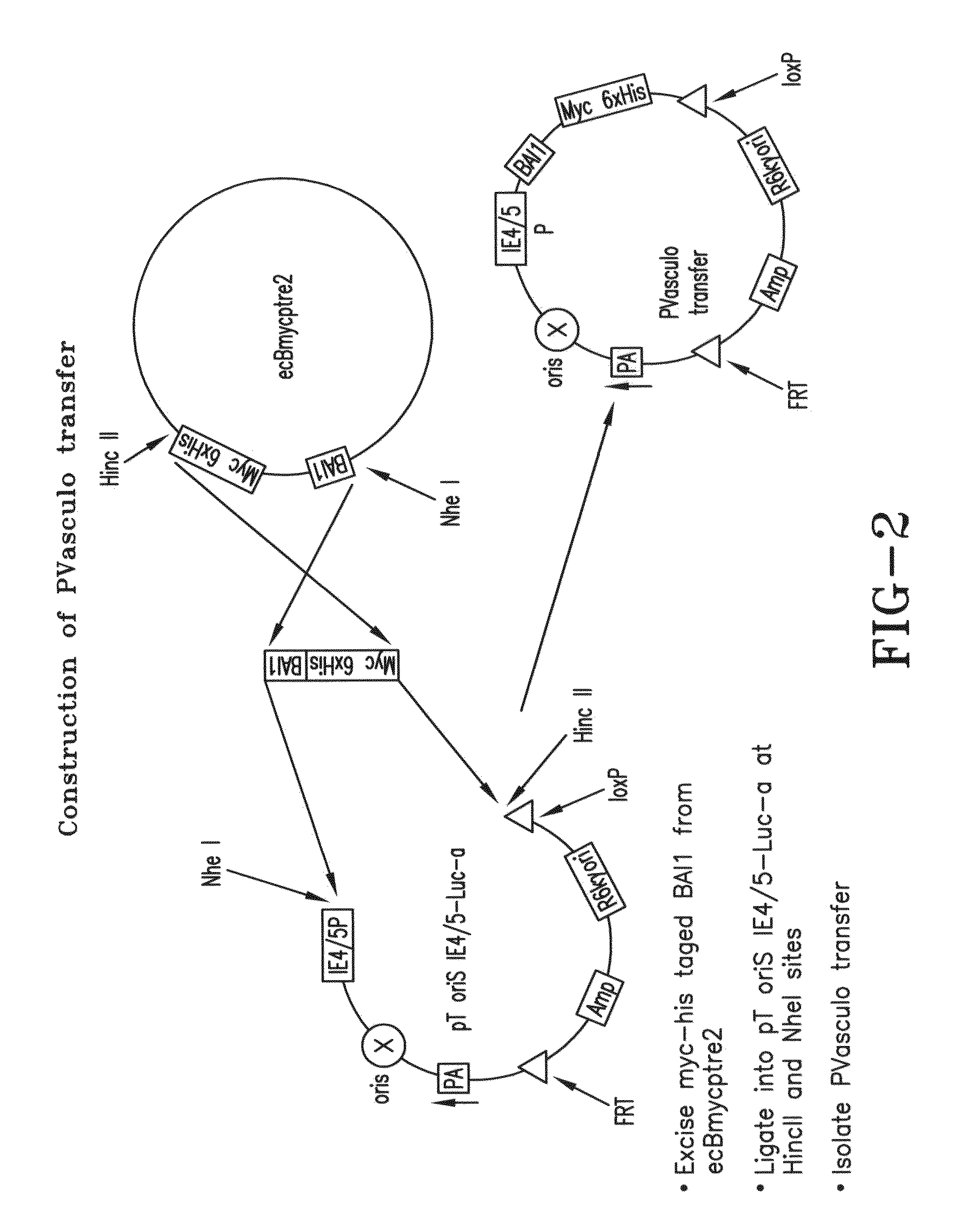 Oncolytic virus