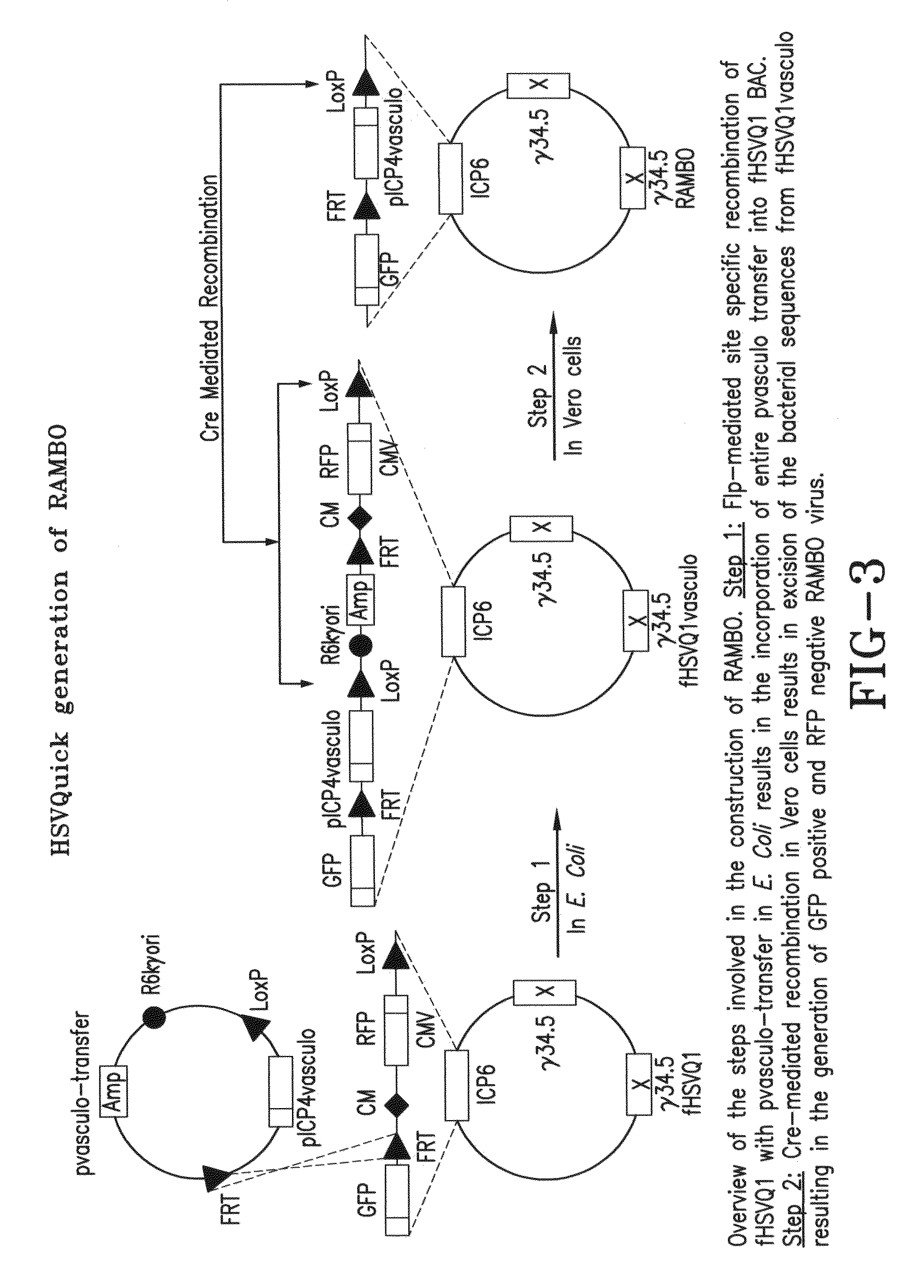 Oncolytic virus