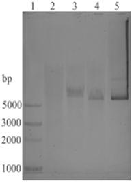 Domestic silkworm cuticle protein BmCP231 promoter as well as recombinant expression vector and application thereof