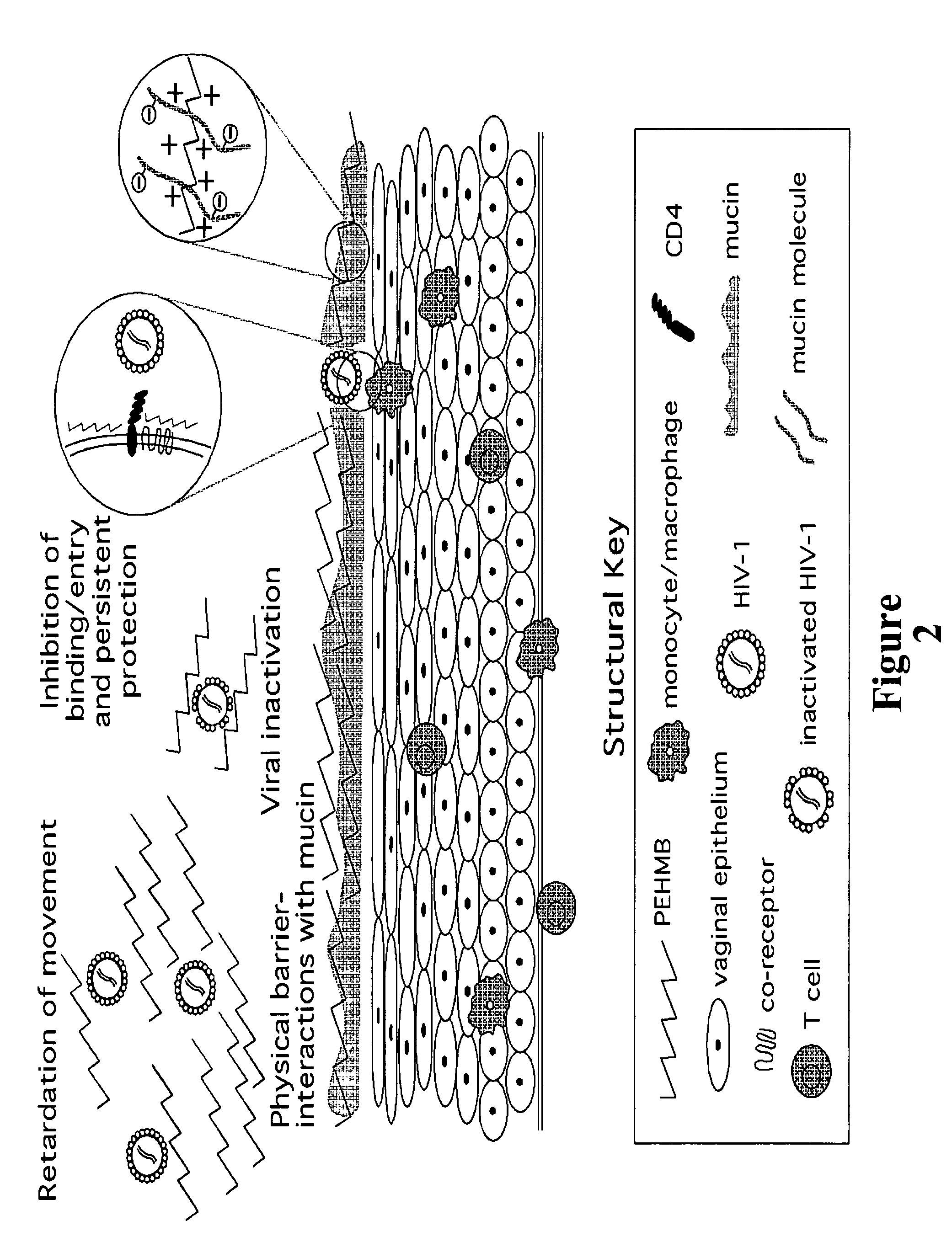 Method for the treatment or prevention of virus infection using polybiguanide-based compounds