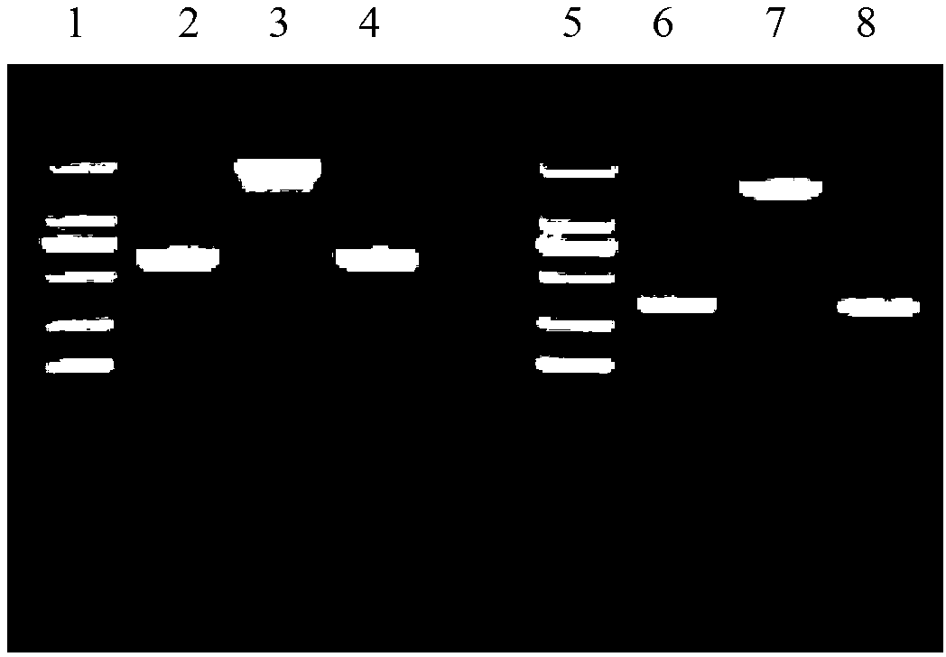 Method for recombination-mediated escherichia coli genome point mutation