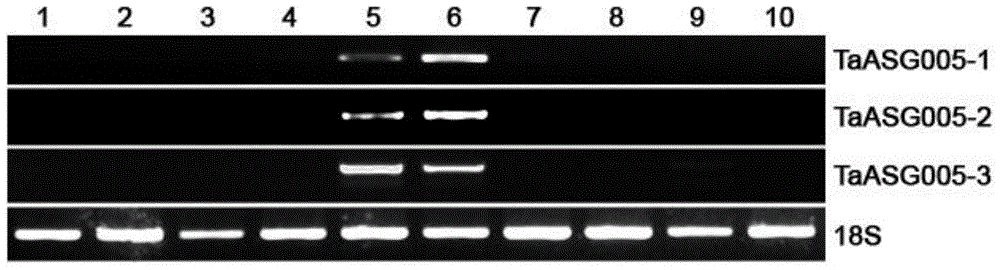 Identification and application of plant anther specific expression promoter pTaASG005