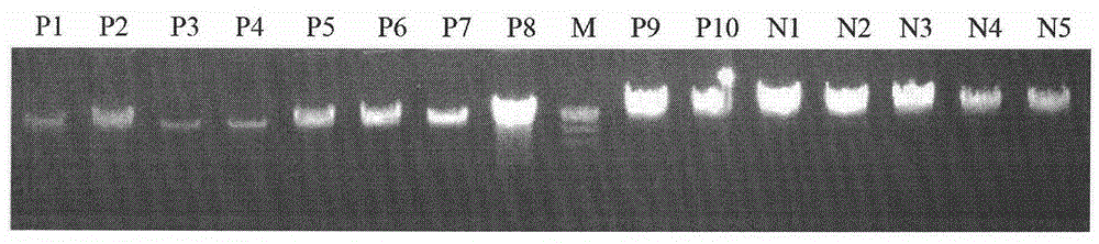 Kit for extracting viral genome nucleic acid and use method thereof