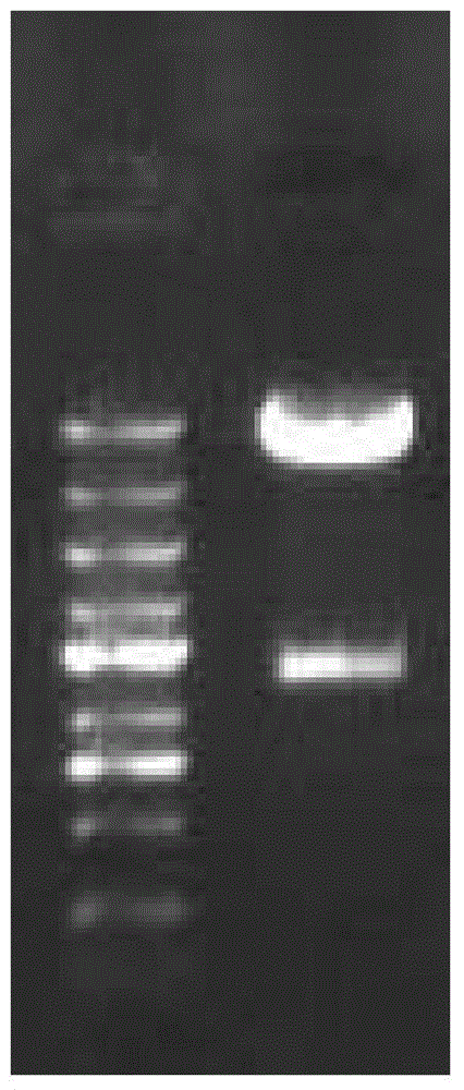 DC cell based on BA46 antigen and targeting immune cell population, and preparation method and application thereof