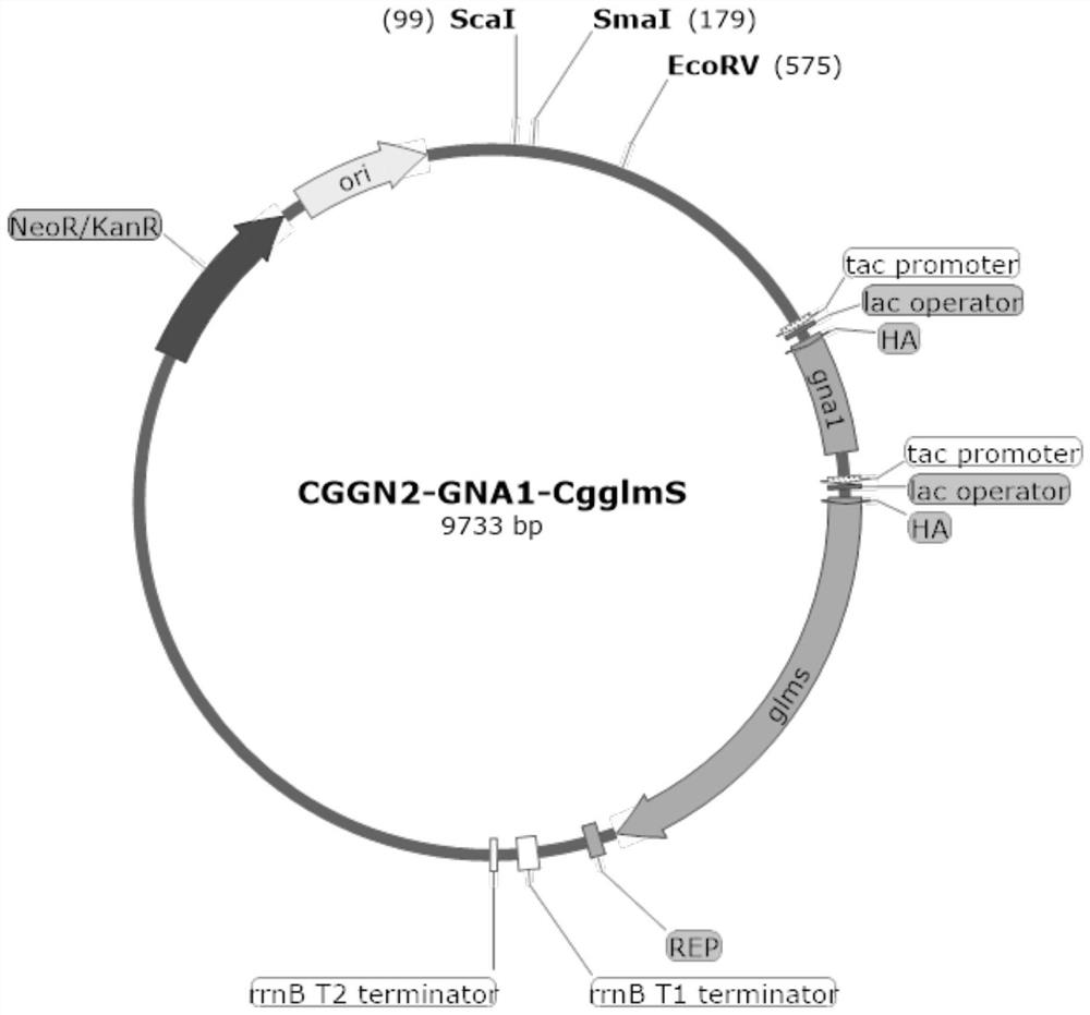 A gene encoding protein factor rrf and its application in the production of n-acetylglucosamine