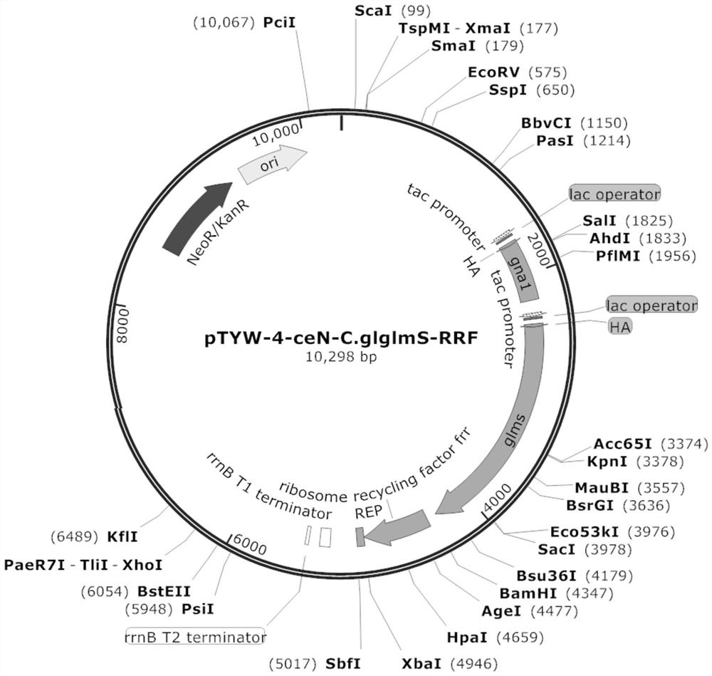 A gene encoding protein factor rrf and its application in the production of n-acetylglucosamine