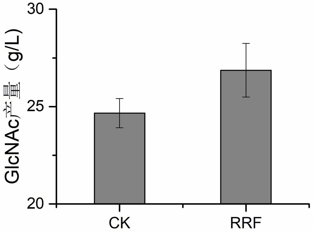 A gene encoding protein factor rrf and its application in the production of n-acetylglucosamine