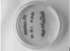 Streptomyces A2 strain with strong bacteriostatic effect and application thereof