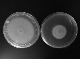 Streptomyces A2 strain with strong bacteriostatic effect and application thereof
