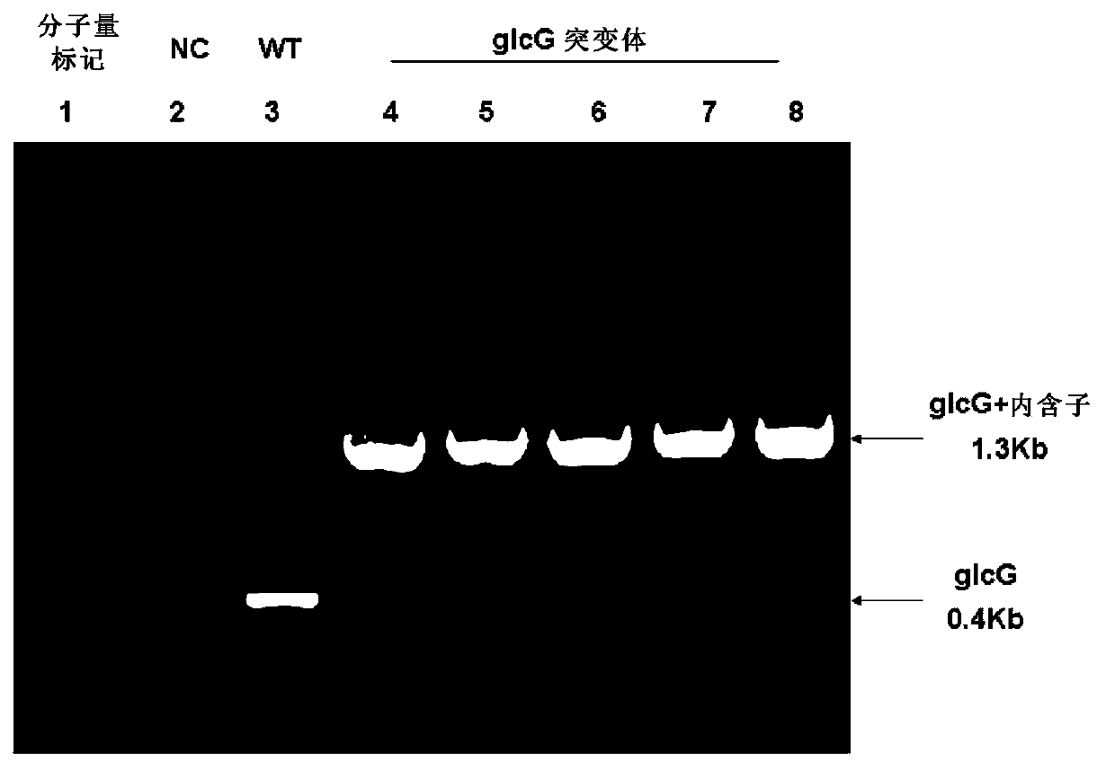 Method for improving sugar utilization rate of clostridium acetobutylicum in fermentation of mixed sugar