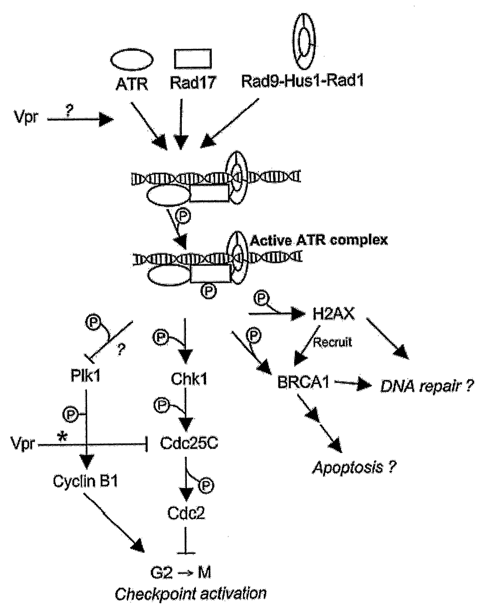 Cell Cycle Arrest and Apoptosis