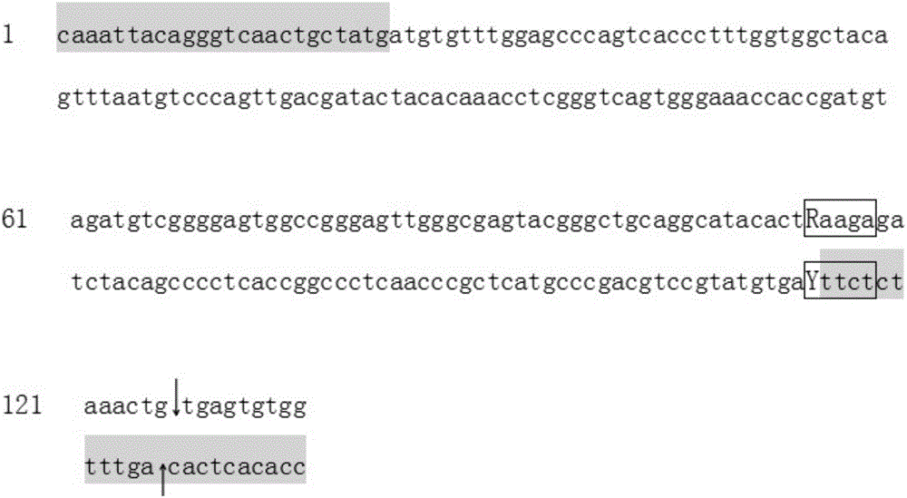 Method for detecting gene type of polymorphic site rs671 of gene ALDH2 (Acetaldehyde Dehydrogenase 2) and kit