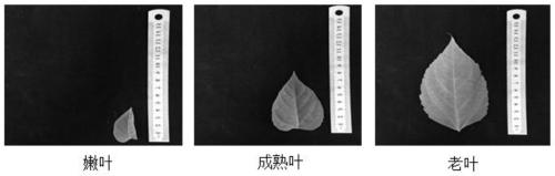 Fluorescent quantitative internal reference genes, primers and applications for different developmental stages of Changshan leaves in Haizhou