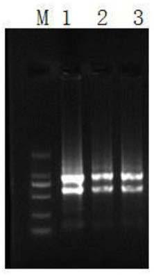 Fluorescent quantitative internal reference genes, primers and applications for different developmental stages of Changshan leaves in Haizhou