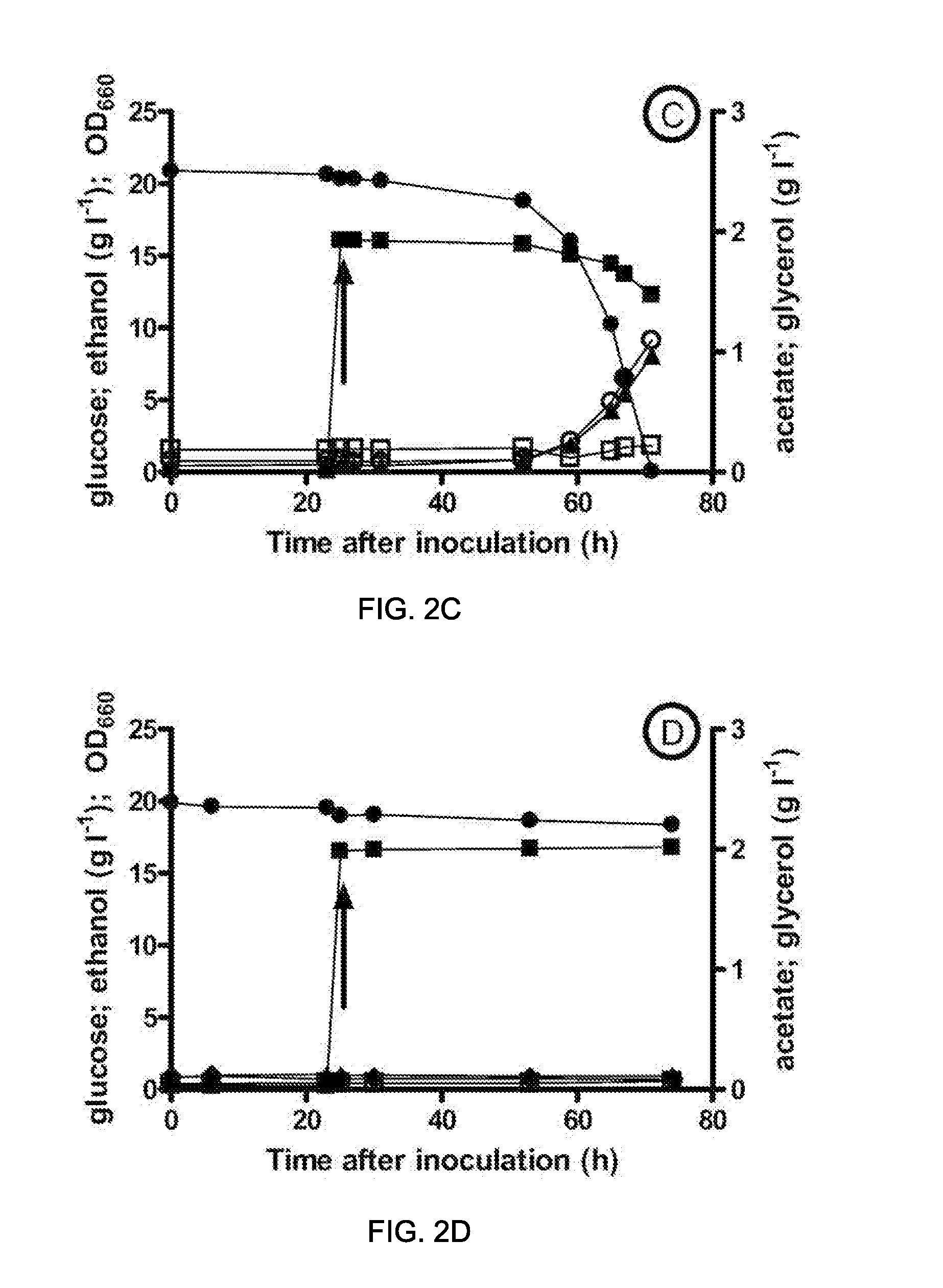 Fermentative glycerol-free ethanol production