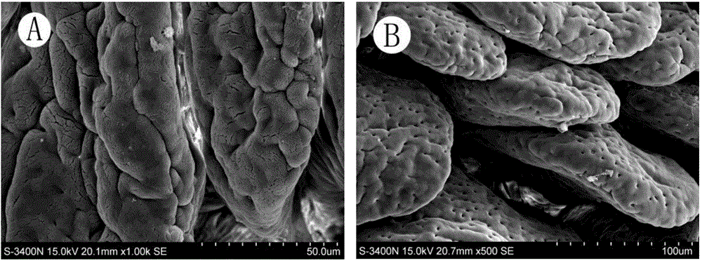 Establishment method for experimental plateau intestinal barrier injury rat model