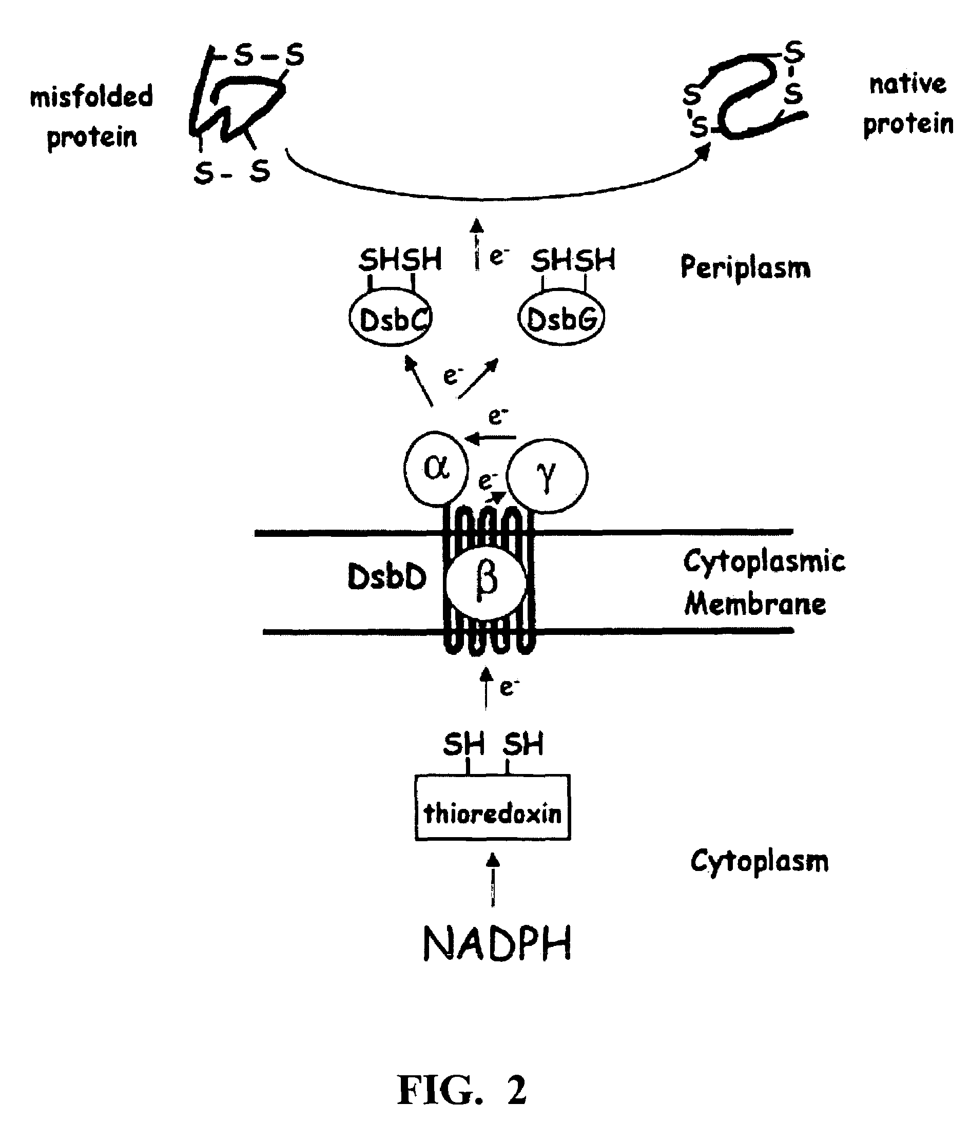 Chimeric disintegrin domain