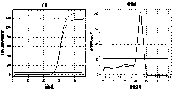 DNA rapid identification method for ivories and products thereof