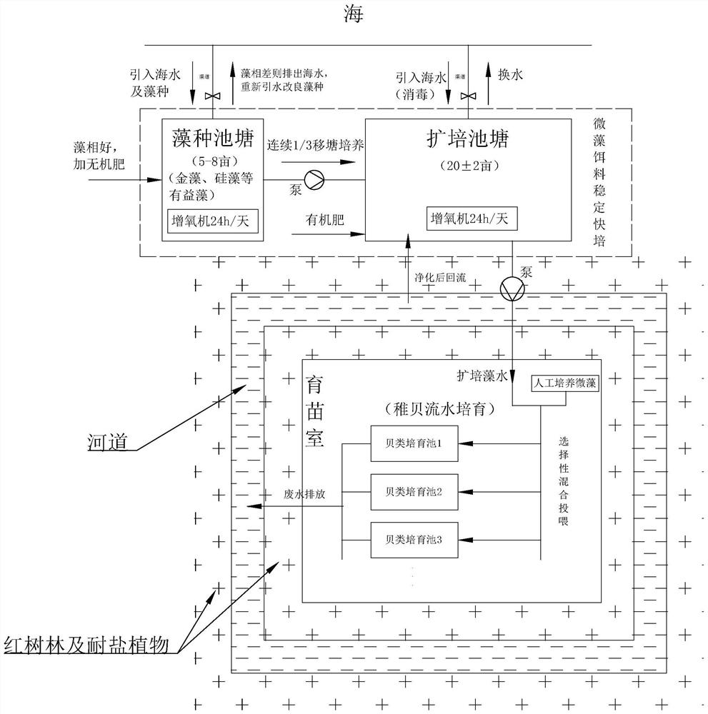 Efficient cultivation system and method for tidal flat economic shellfish spat