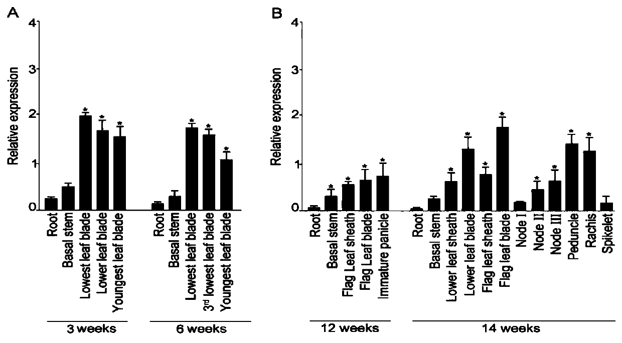 Genetic engineering application of rice gene ORYsa;SQD1