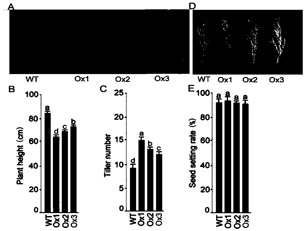 Genetic engineering application of rice gene ORYsa;SQD1