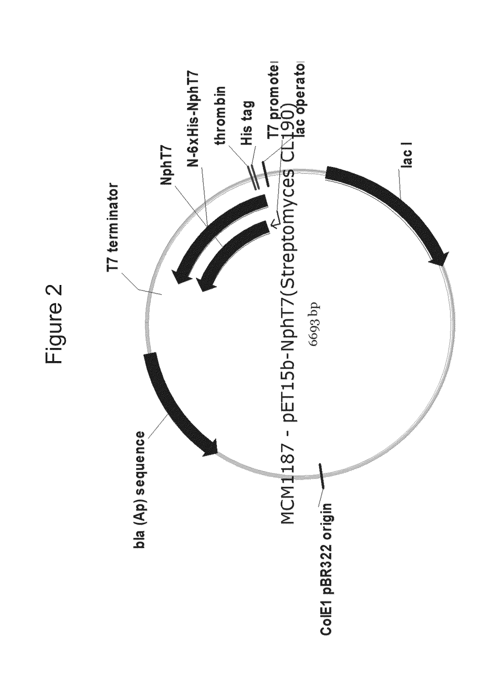 Production of isoprene, isoprenoid precursors, and isoprenoids using acetoacetyl-coa synthase