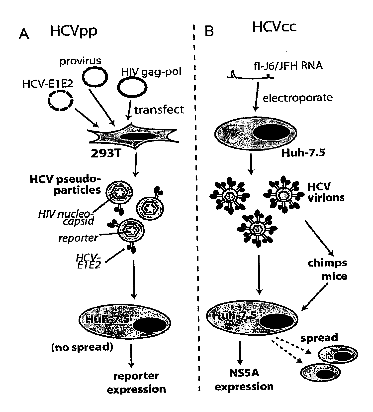 Hcv coreceptor and methods of use thereof