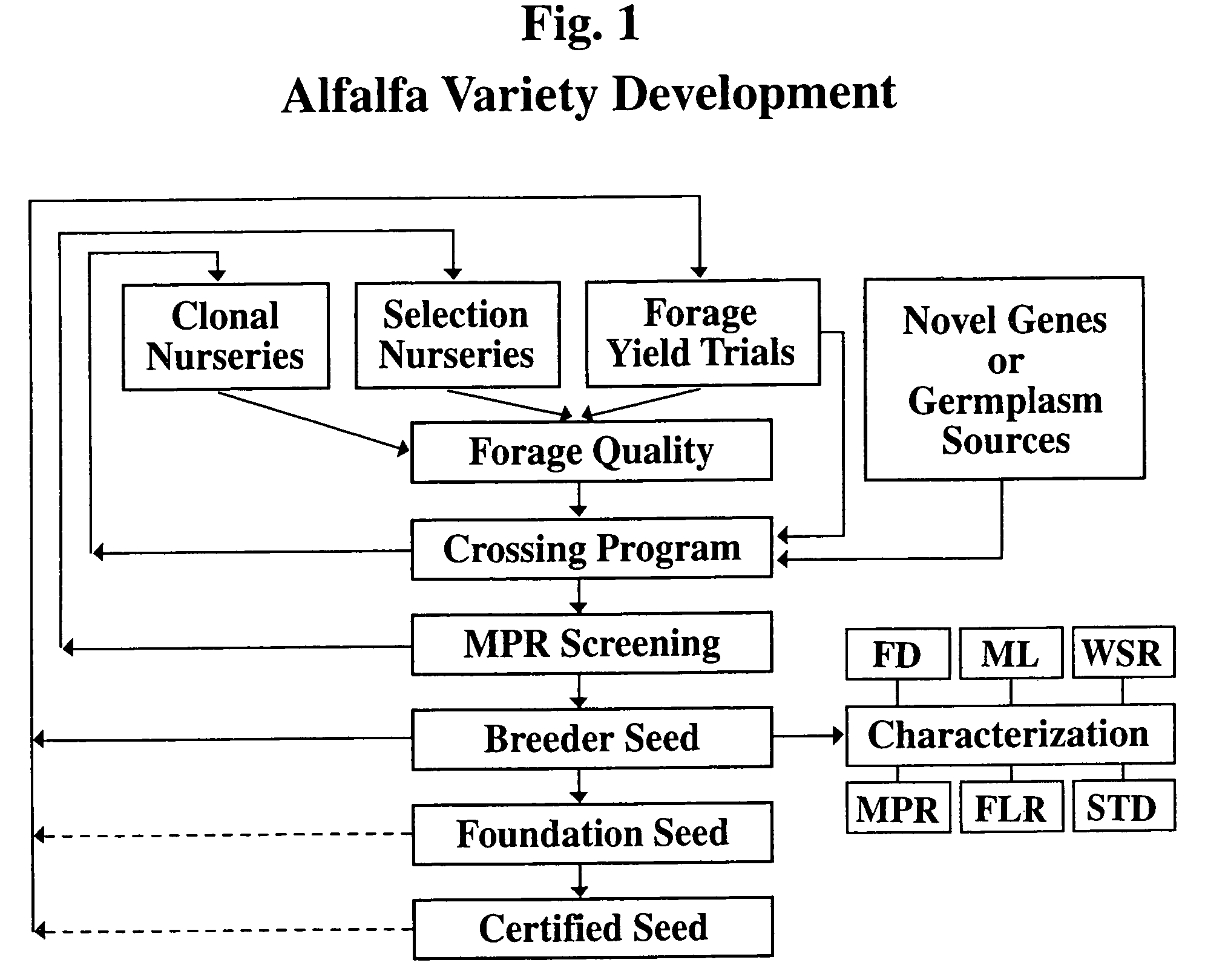 Alfalfa plants having improved fast recovery after harvest and methods for producing same