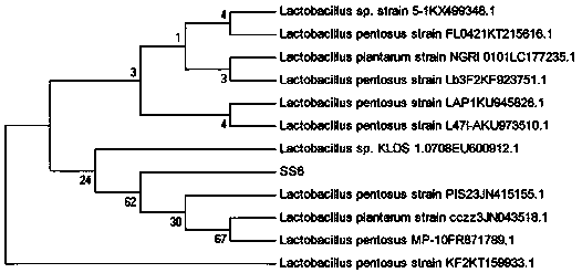 A γ-aminobutyric acid-producing Lactobacillus pentosus