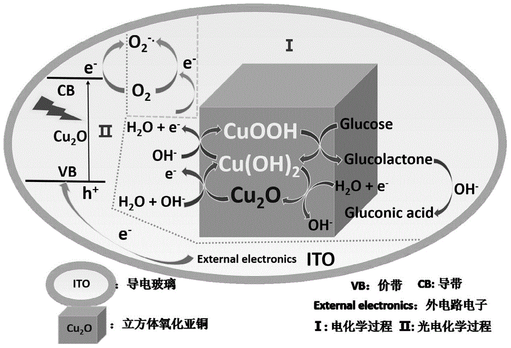 Construction method and detection method of cuprous oxide membrane-based enzyme free-oxygen sensitive glucose photo electrochemical sensor