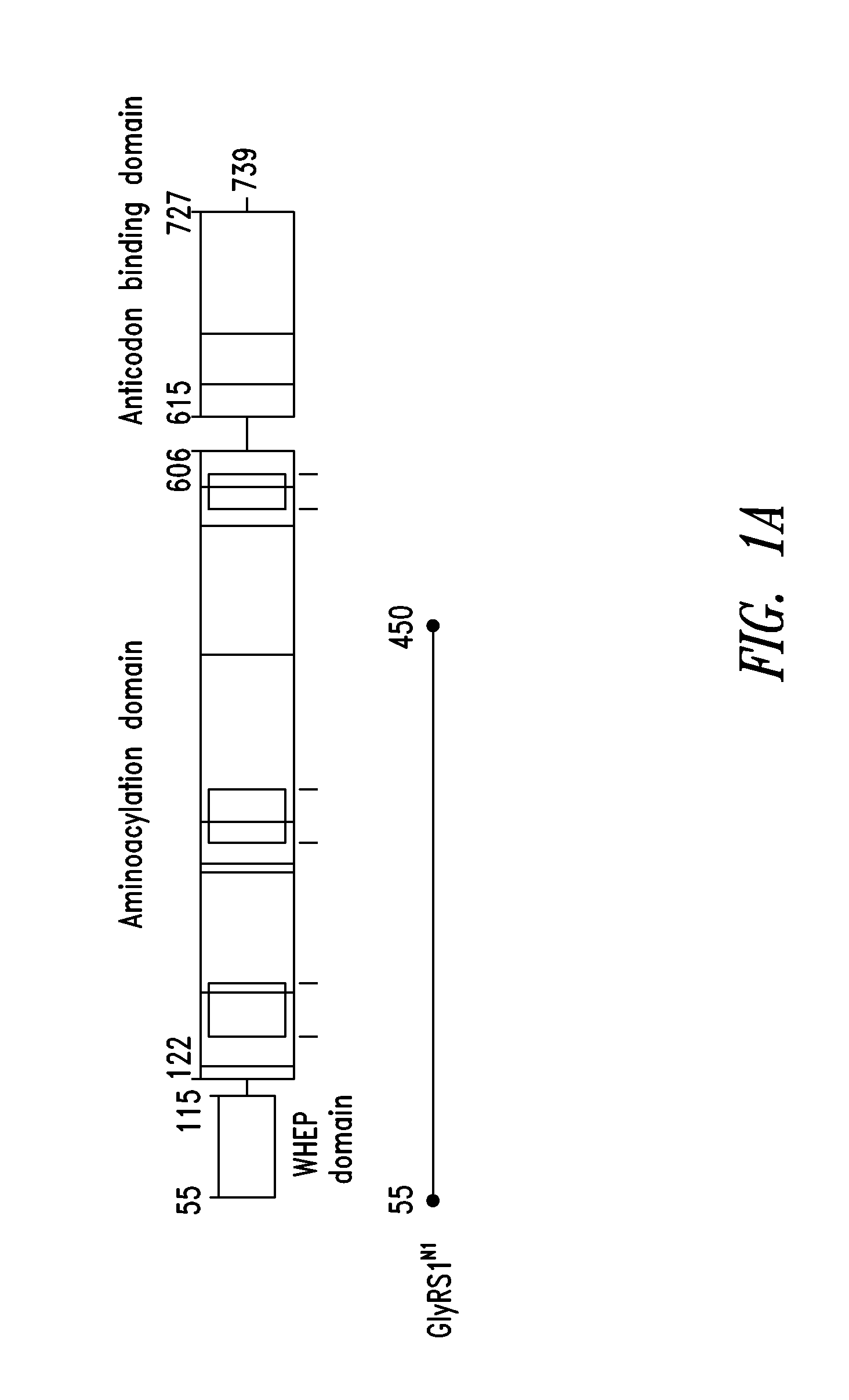 Innovative discovery of therapeutic, diagnostic, and antibody compositions related to protein fragments of glycyl-trna synthetases