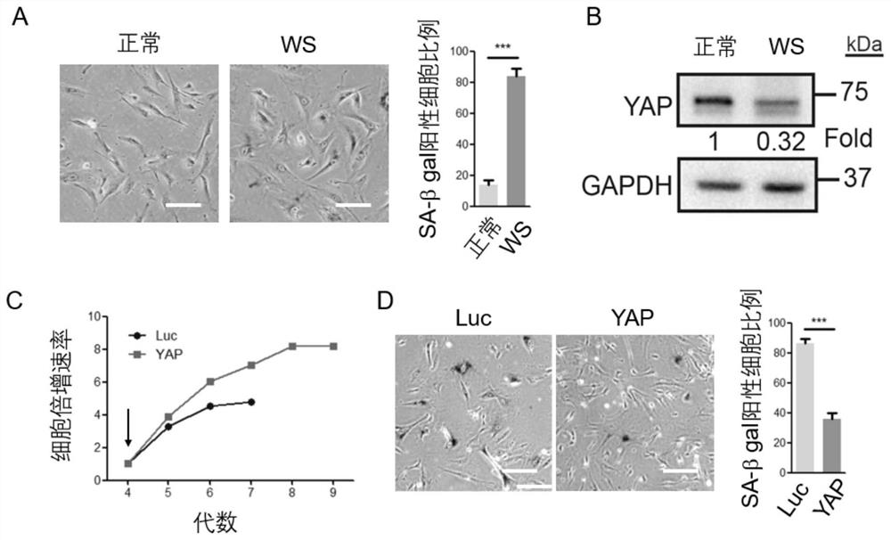 Application of yap in the preparation of products for treating and/or preventing animal osteoarthritis