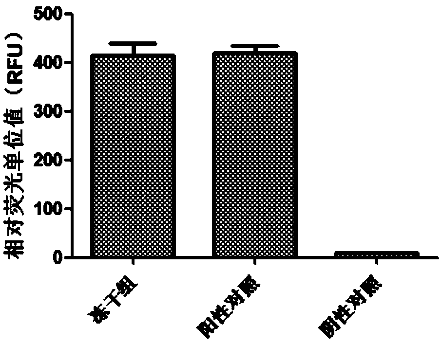 Cell-free freeze-drying preparation for in-vitro protein synthesis, and preparation method and application of cell-free freeze-drying preparation