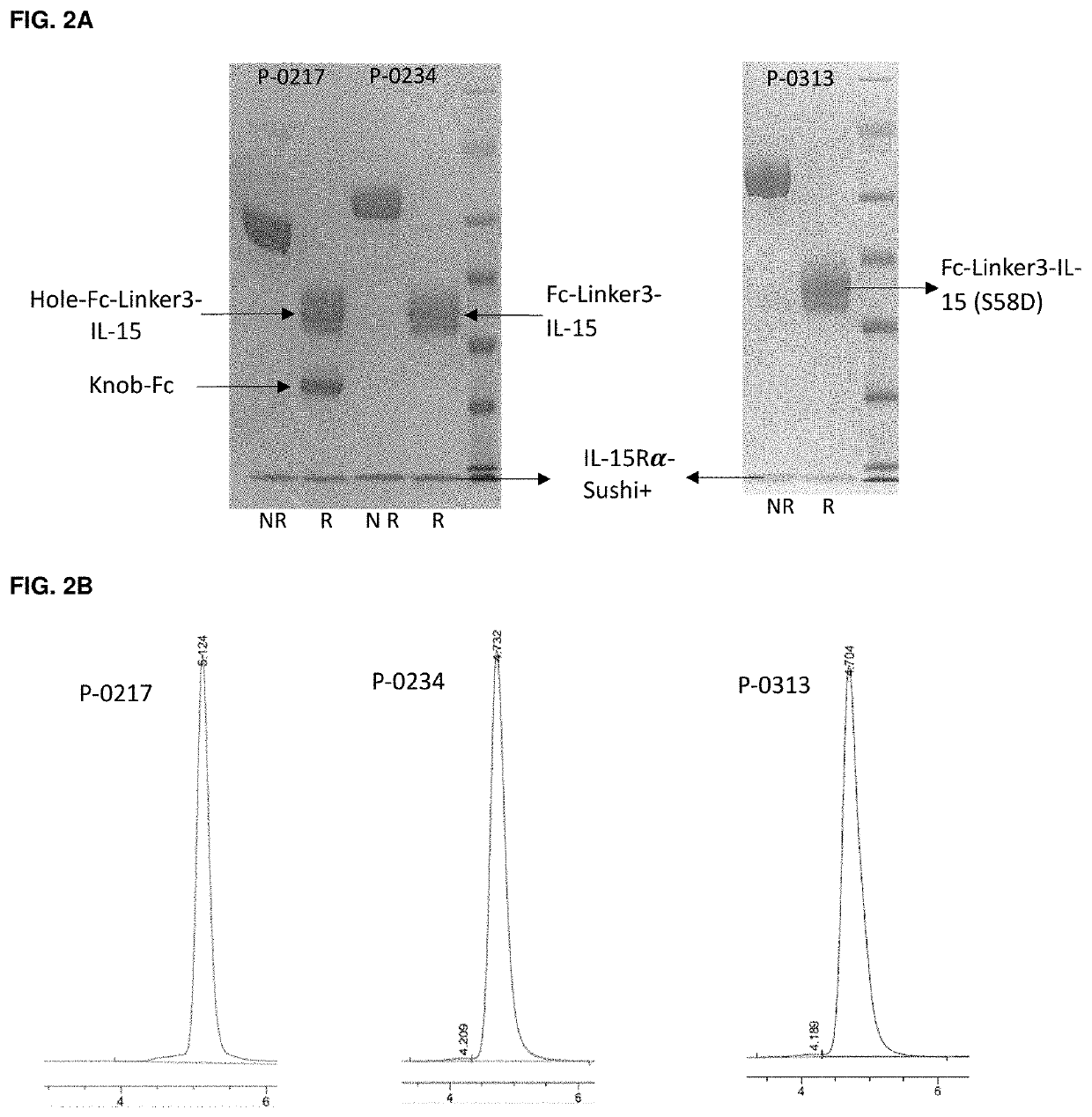 Novel interleukin-15 (il-15) fusion proteins and uses thereof