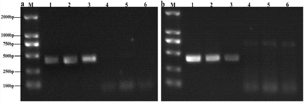 RT-PCR used for detecting rice black streaked dwarf virus (RBSDV) and southern rice black-streaked dwarf virus (SRBSDV) and application of RT-PCR