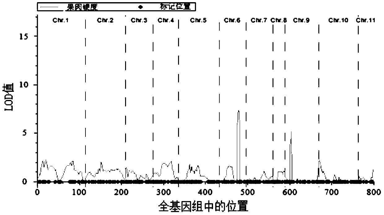 A molecular marker hf2-indel related to watermelon pulp firmness and its application