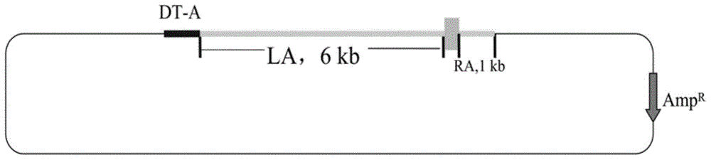 Method of cloning reproductive and respiratory syndrome resisting pig