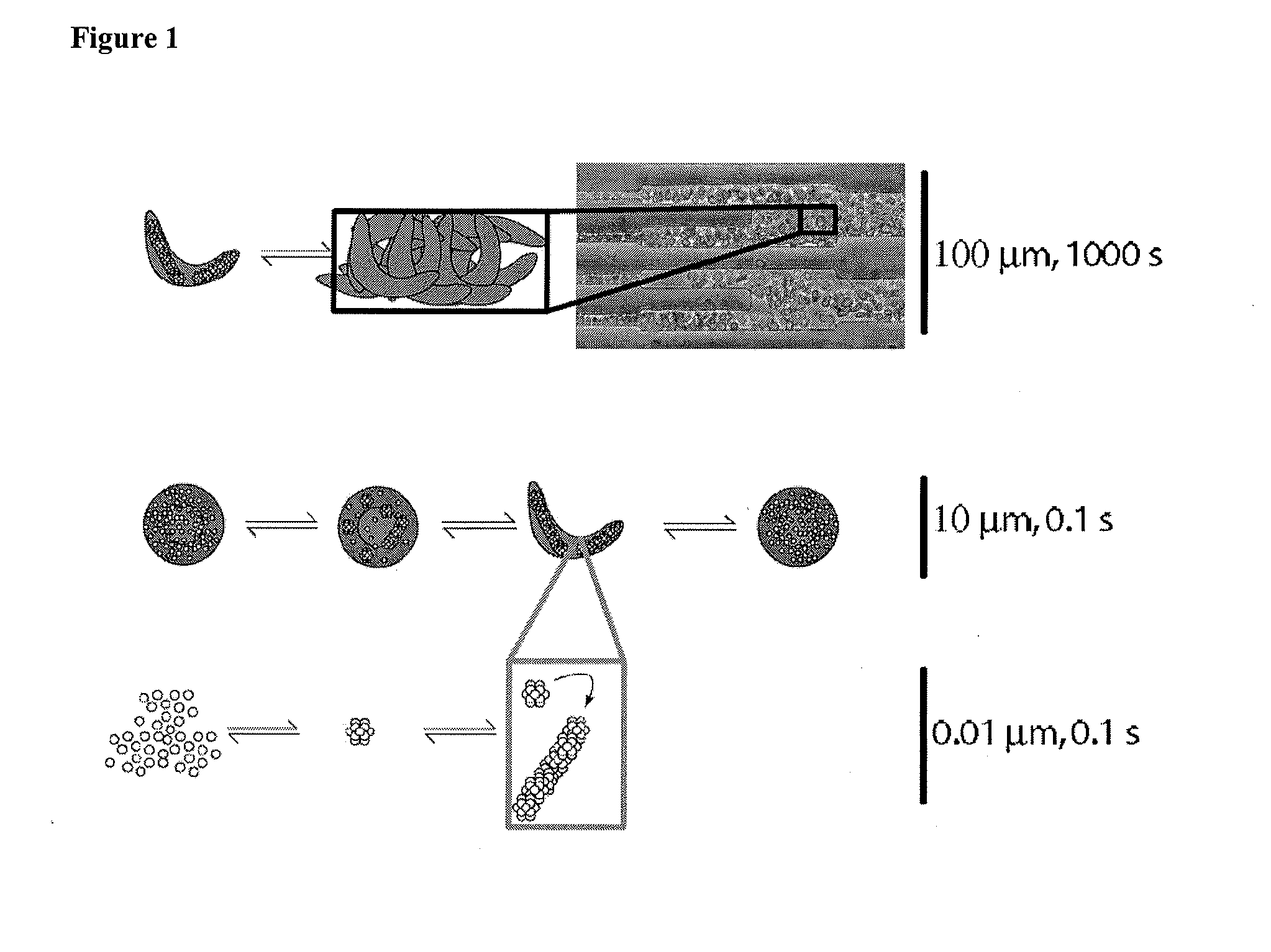 In Vitro Microfluidic Model of Microcirculatory Diseases, and Methods of Use Thereof