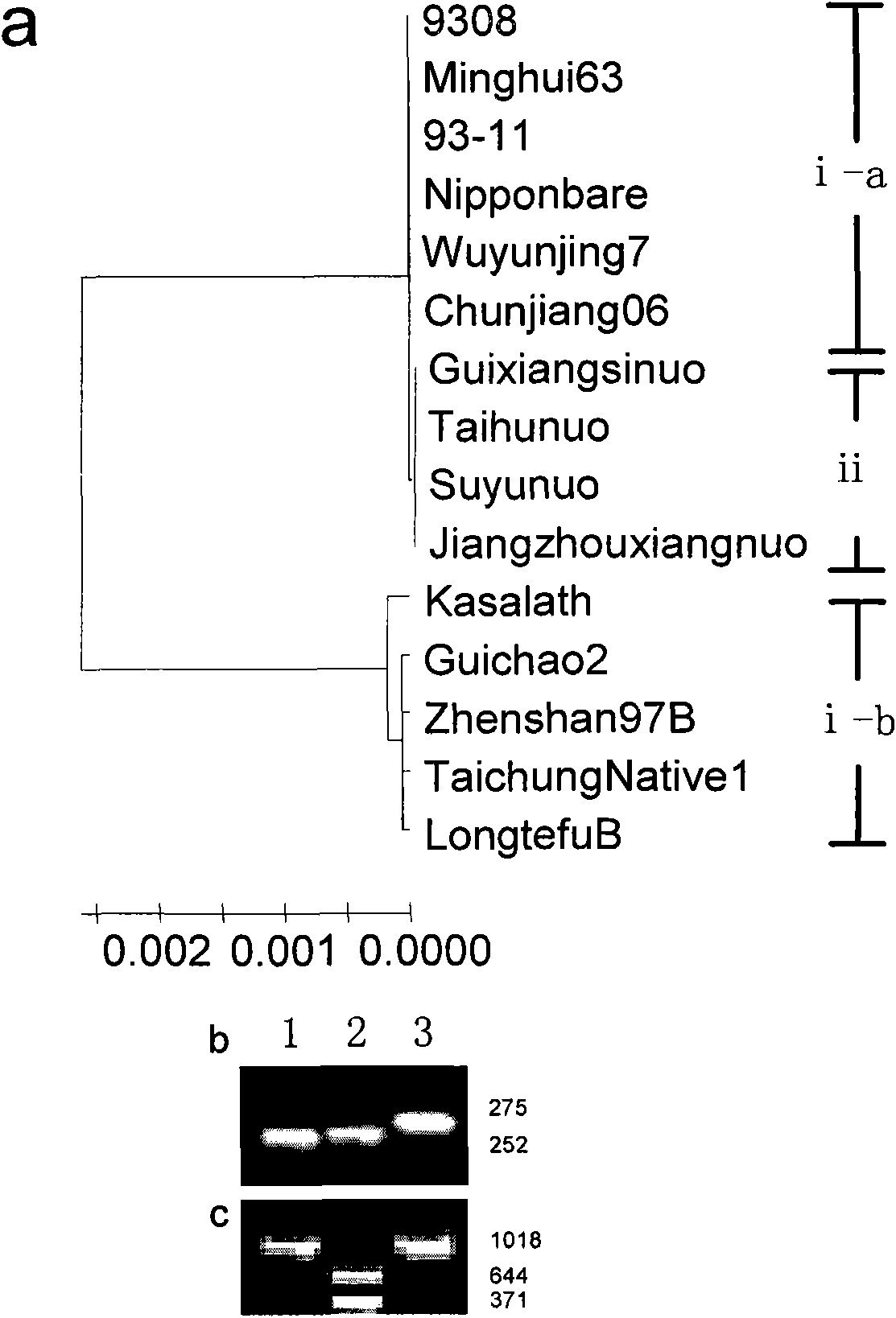 Molecular marker of gene for regulating gelatinization temperature of rice and application thereof