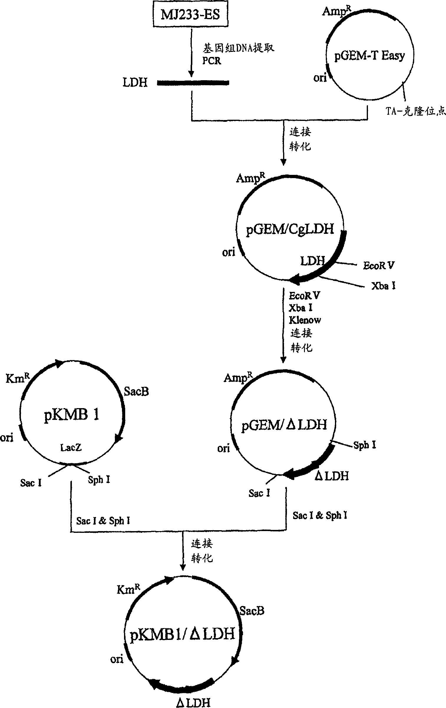 Method for producing succinic acid