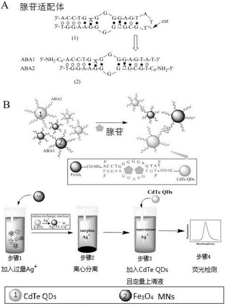 Detection method for content of adenosine in biological sample