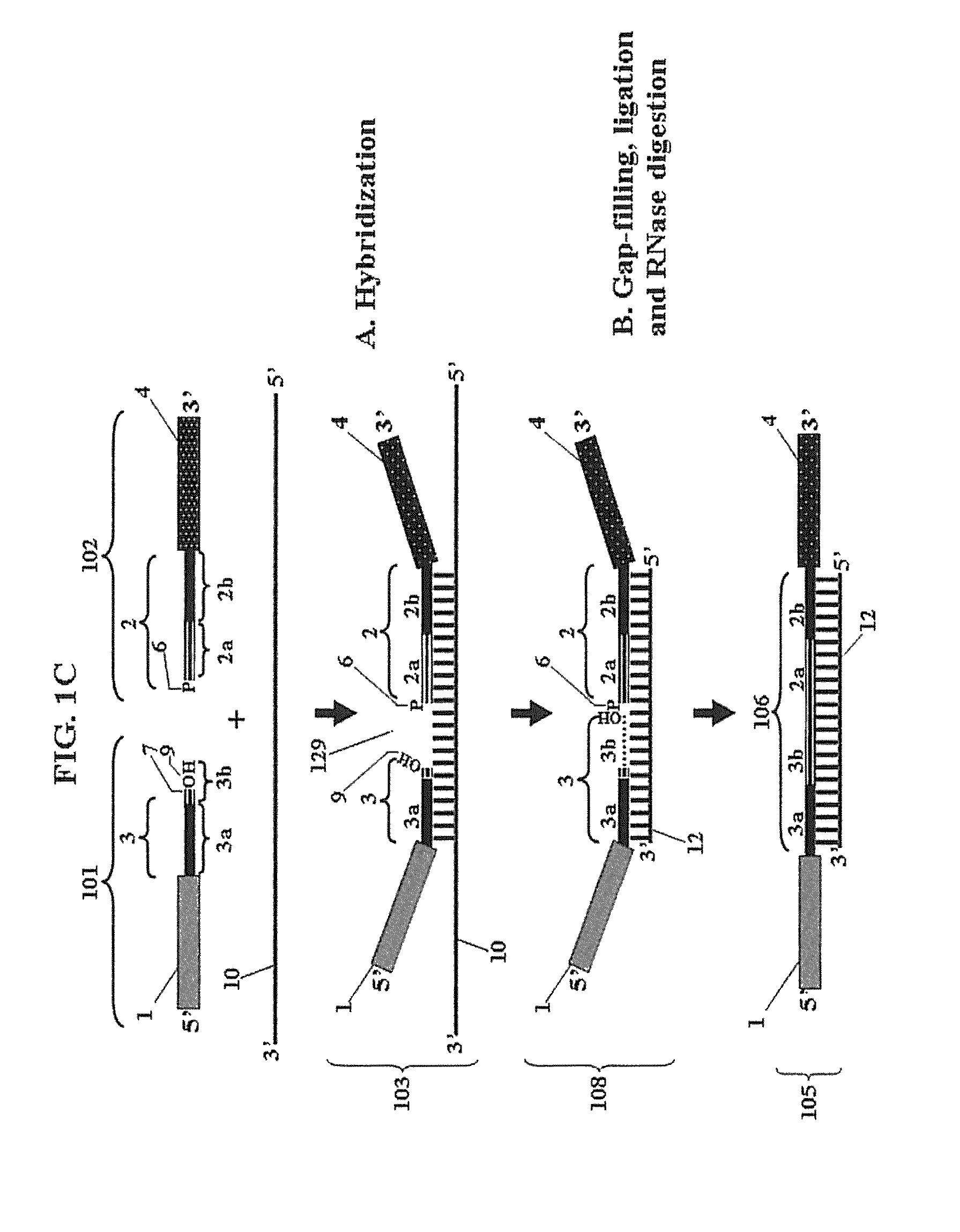 Chimeric oligonucleotides for ligation-enhanced nucleic acid detection, methods and compositions therefor