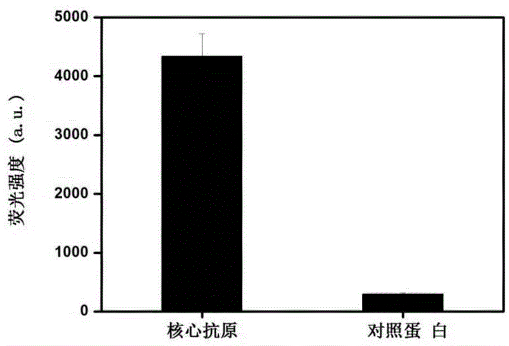 Aptamer with affinity to viral hepatitis C core antigen and application thereof